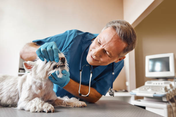 Best Mobile Emergency Dentist in Hazel Park, MI
